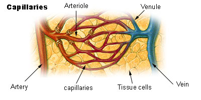 Illustration on a capillary